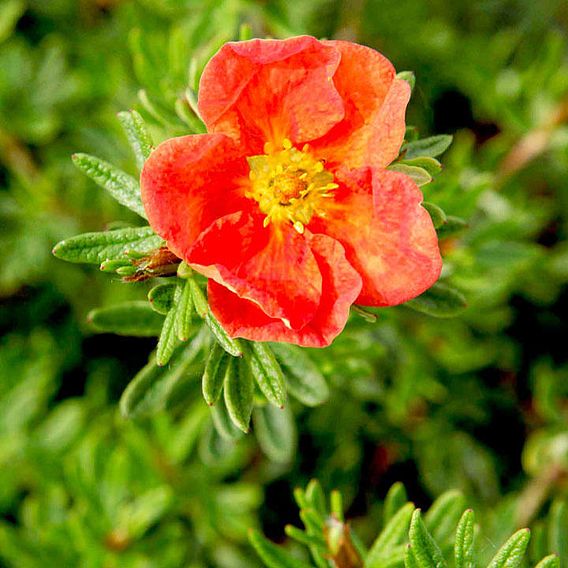 Potentilla fruticosa 'Red Ace'