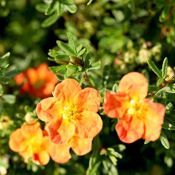 Potentilla fruticosa 'Red Ace'