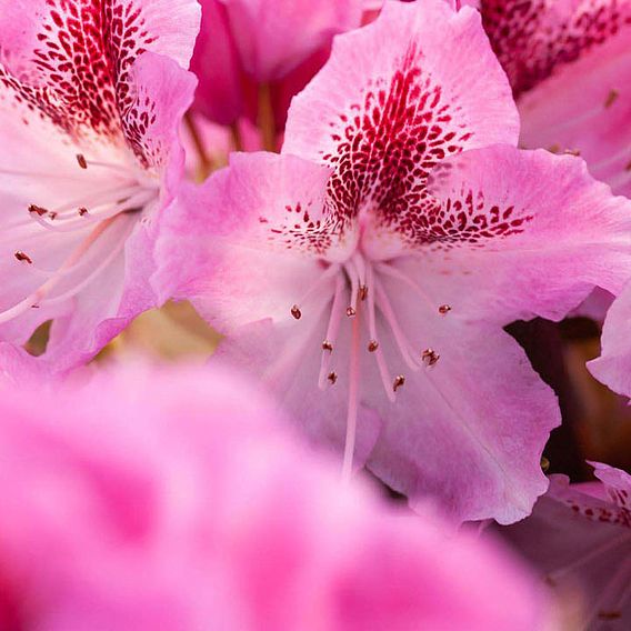 Rhododendron 'Cosmopolitan'