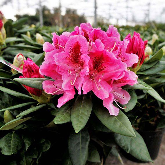 Rhododendron 'Cosmopolitan'