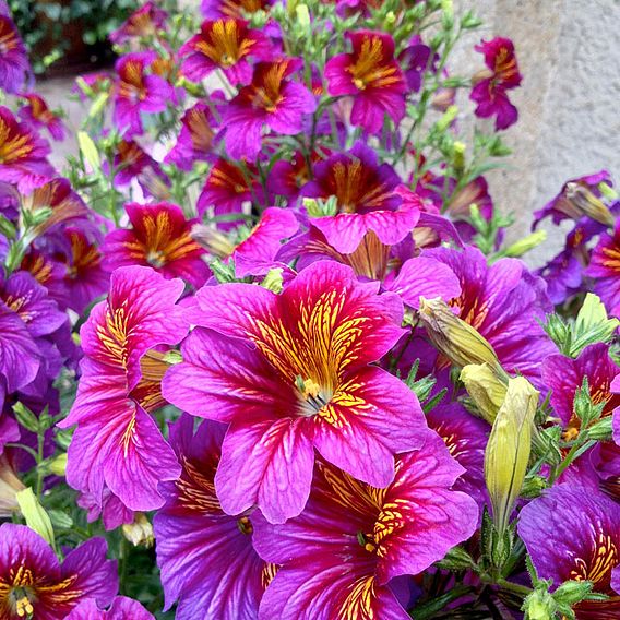 Salpiglossis sinuata 'Little Friends' - Seeds