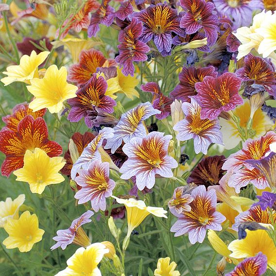 Salpiglossis sinuata 'Little Friends' - Seeds