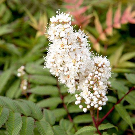 Sorbaria sorbifolia 'Sem'