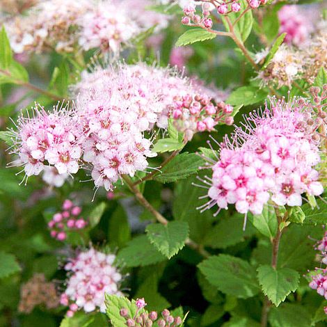 Spiraea japonica 'Little Princess'