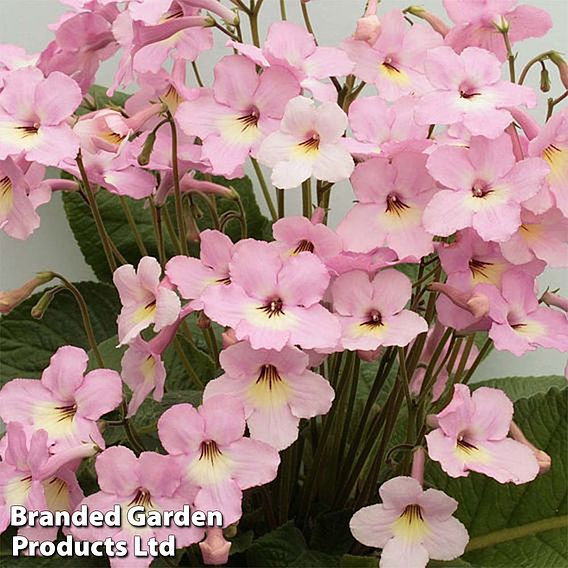 Streptocarpus 'Hannah'