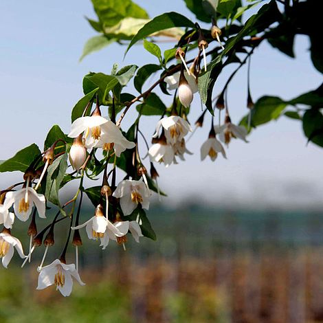 Styrax japonicus