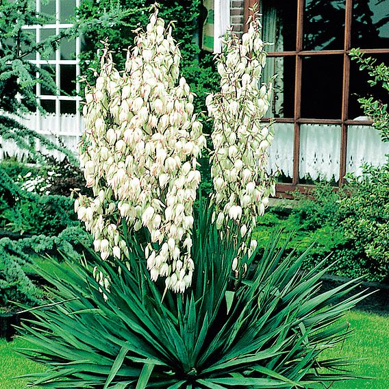 Yucca filamentosa