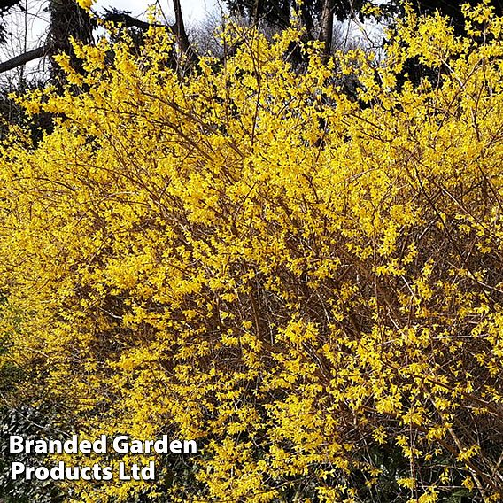 Forsythia x intermedia 'Spectabilis'