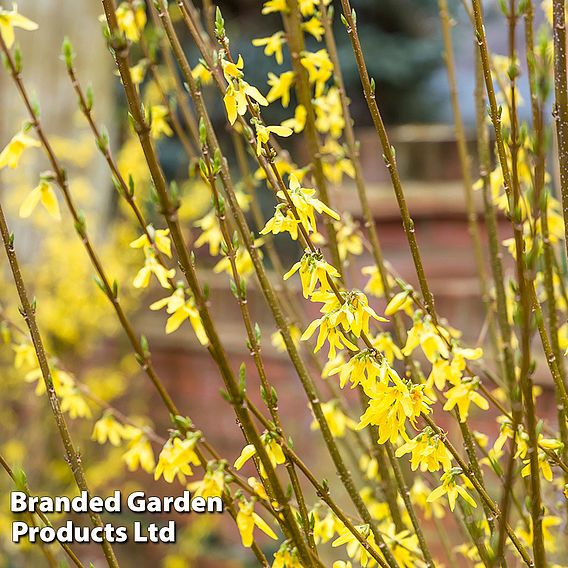 Forsythia x intermedia 'Goldrausch'