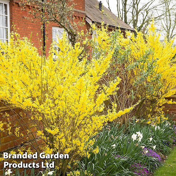 Forsythia x intermedia 'Goldrausch'