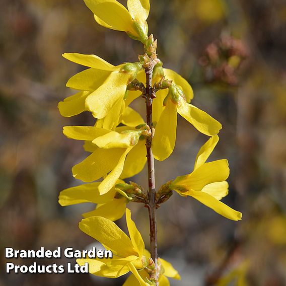 Forsythia x intermedia 'Spectabilis'