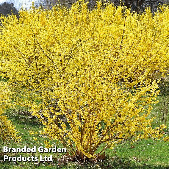 Forsythia x intermedia 'Spectabilis'