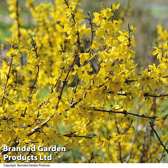 Spring Saver Shrub Collection