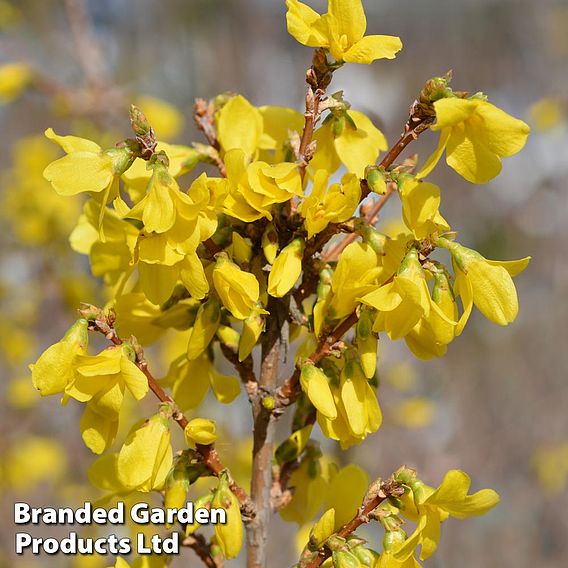 Forsythia x intermedia 'Minigold'