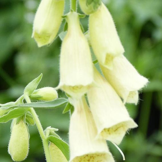 Foxglove grandiflora Carillon