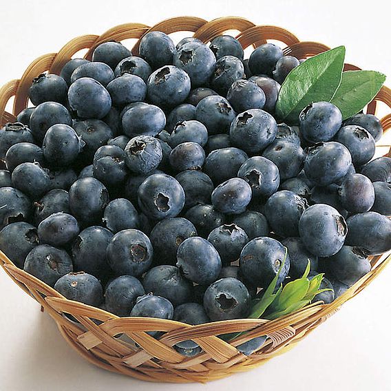 Blueberry 'Rubel'