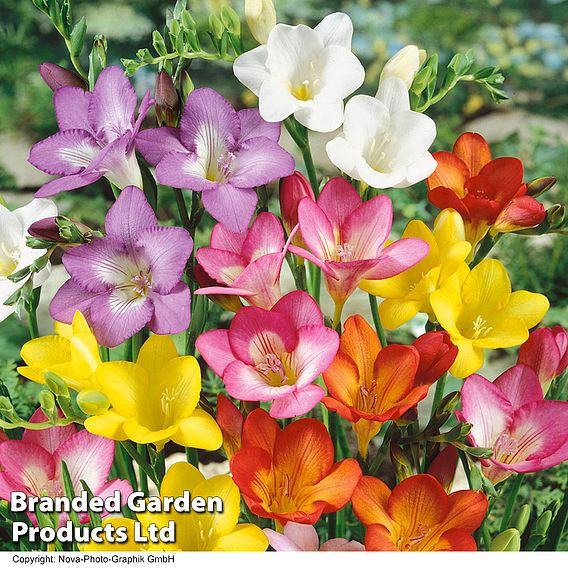 Freesia Mixed