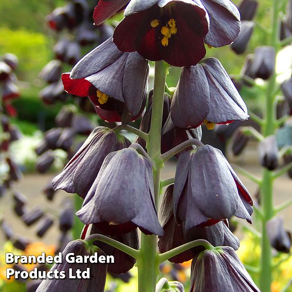 Fritillaria persica