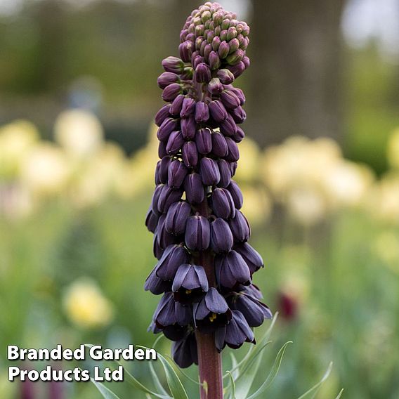 Fritillaria persica