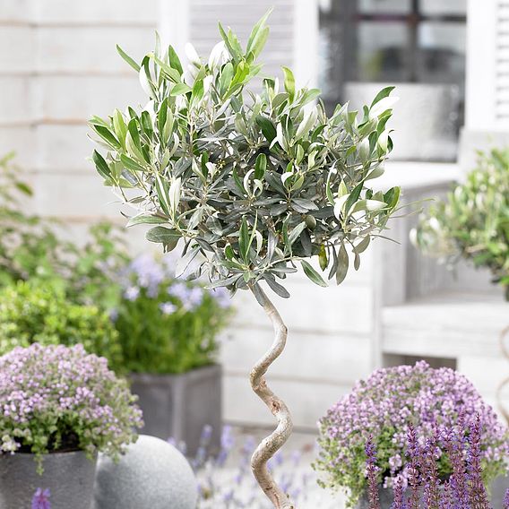 Olive Tree with Spiral Stem