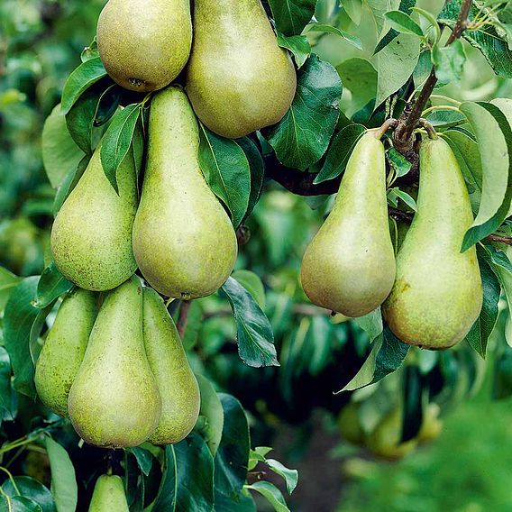 Fruit Tree Trio (Mini Fruit Tree)