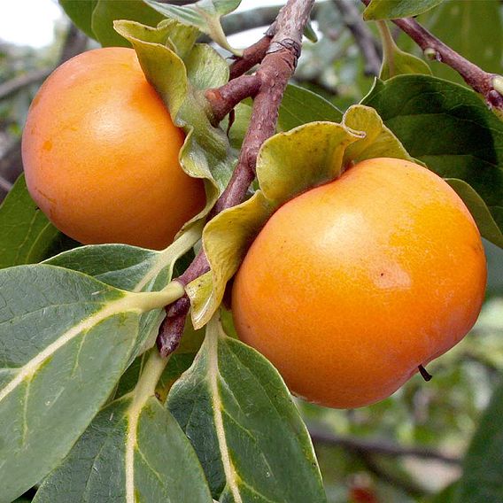 Persimmon 'Kaki'