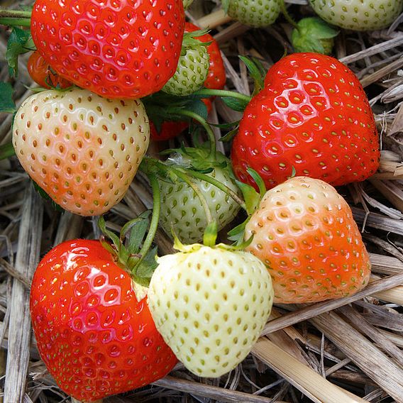 Strawberry 'Elegance' (Mid Season)