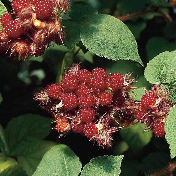 Wineberry