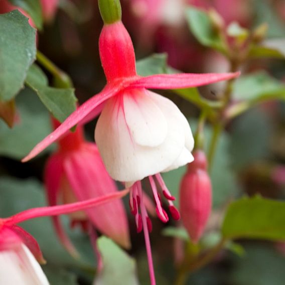 Fuchsia 'Alice Hoffman' (Hardy)