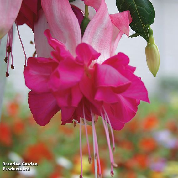 Fuchsia 'Giants Bella Rosella'