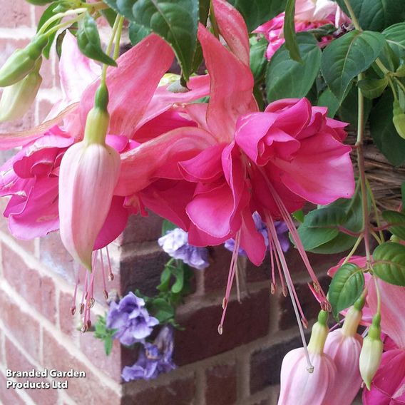 Fuchsia 'Giants Bella Rosella'