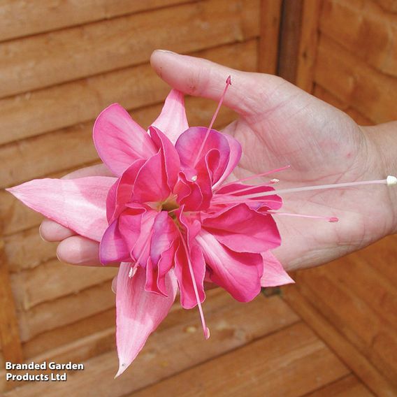 Fuchsia 'Giants Bella Rosella'