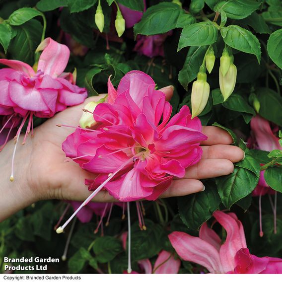 Fuchsia 'Giants Bella Rosella'