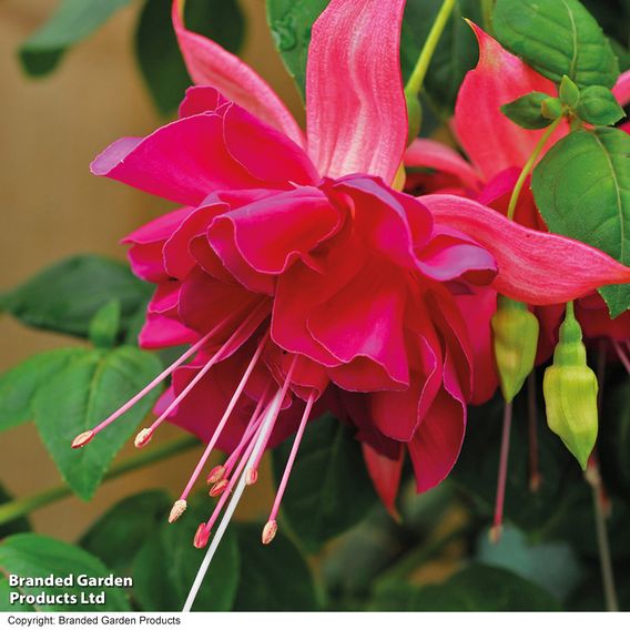 Fuchsia 'Giants Bella Rosella'