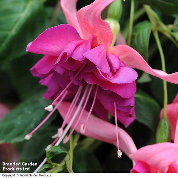 Fuchsia 'Giants Bella Rosella'