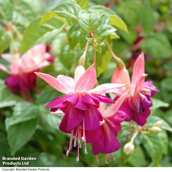 Fuchsia 'Giants Bella Rosella'