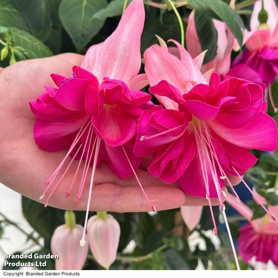 Fuchsia 'Giants Bella Rosella'