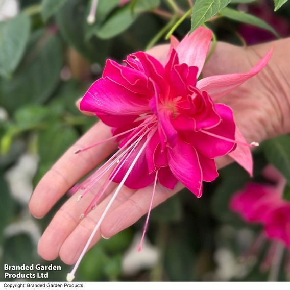 Fuchsia 'Giants Bella Rosella'