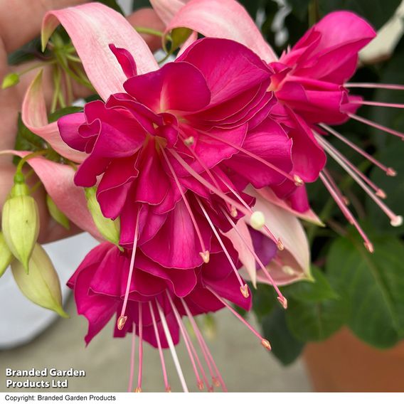 Fuchsia 'Giants Bella Rosella'