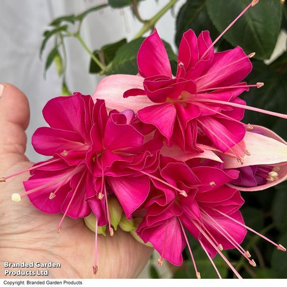 Fuchsia 'Giants Bella Rosella'