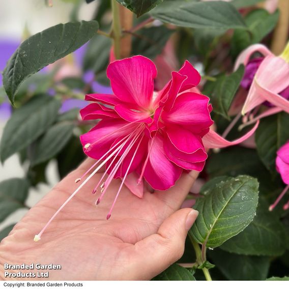 Fuchsia 'Giants Bella Rosella'