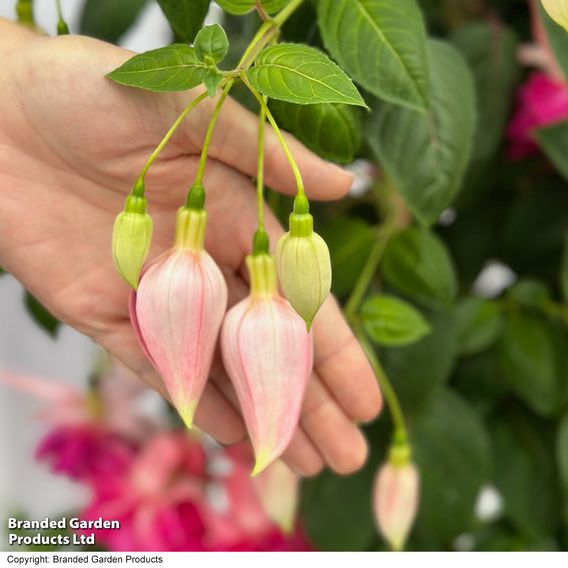 Fuchsia 'Giants Bella Rosella'