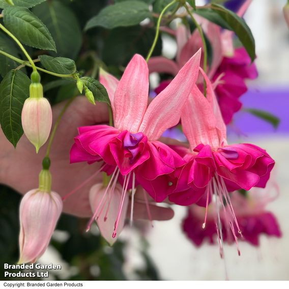 Fuchsia 'Giants Bella Rosella'