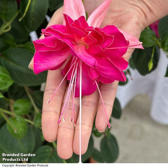 Fuchsia 'Giants Bella Rosella'