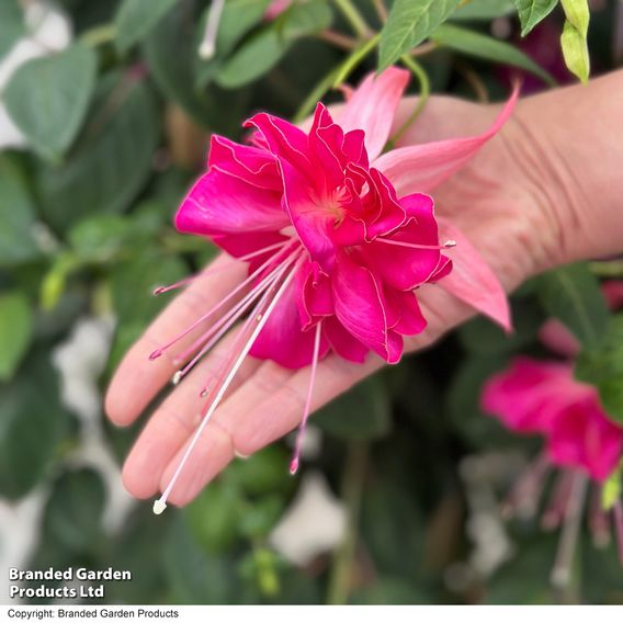 Fuchsia 'Giants Bella Rosella'