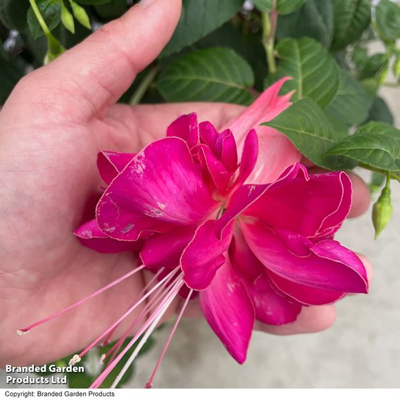 Fuchsia 'Giants Bella Rosella'