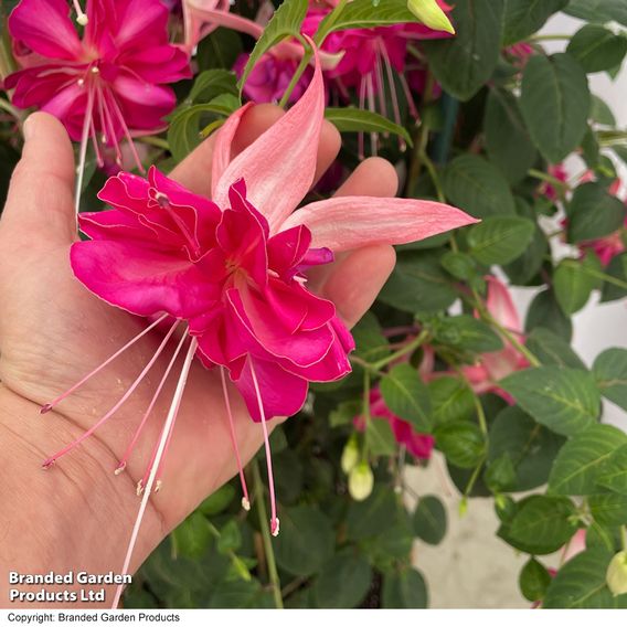 Fuchsia 'Giants Bella Rosella'