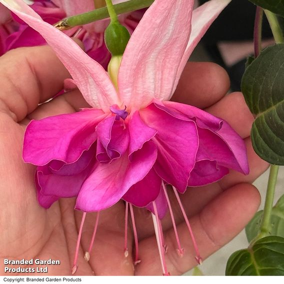 Fuchsia 'Giants Bella Rosella'