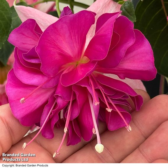 Fuchsia 'Giants Bella Rosella'