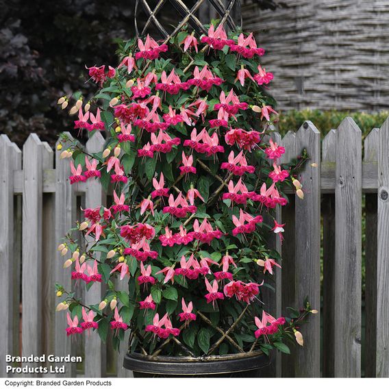 Fuchsia 'Giants Bella Rosella'